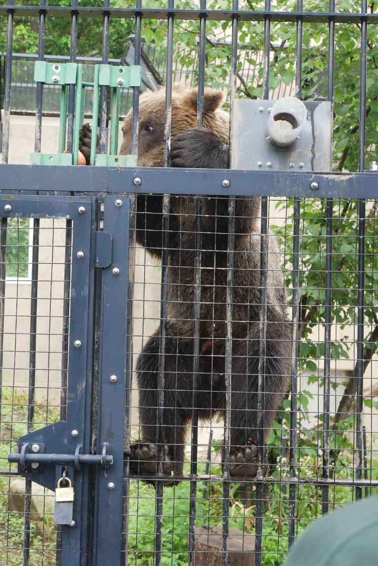 クマの貴重な姿